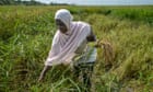 ‘Taste this, it’s salty’: how rising seas are ruining the Gambia’s rice farmers