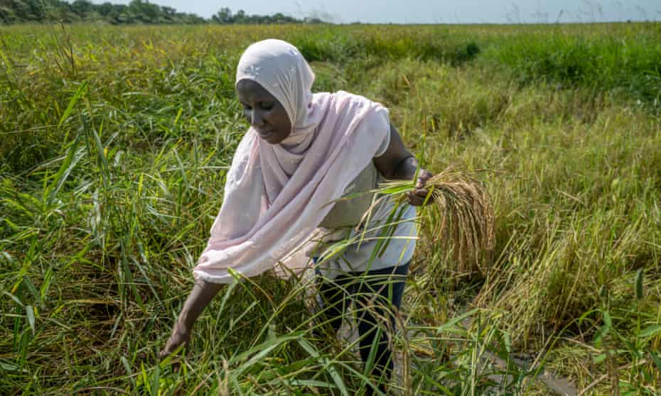 A woman harvesting rice by the Gambia River