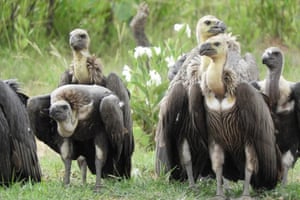 Critically endangered vultures in Siem Pang Wildlife Sanctuary, Cambodia, are on the edge of extinction as the species population continues to decline. 'A total count of 121 vultures was recorded during a June census this year, a slight drop from 129 during a June census last year', Bour Vorsak, Cambodia programme manager for BirdLife International said. The current 121 birds include 20 Red-headed vultures, 66 White-rumped vultures, and 35 Slender-billed vultures, he said, adding that the declining number is due to human pollution, habitat loss, and poaching, among others
