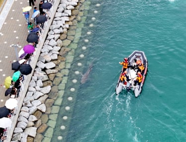 Members of the coastguard on a small boat next to the shark as people holding umbrellas stand on land watching the operation
