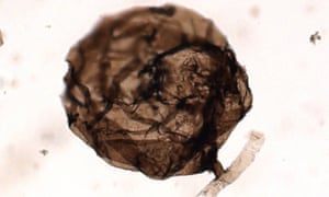 The microscopic multicellular Ourasphaira giraldae, thought to be the earliest fungus yet discovered.