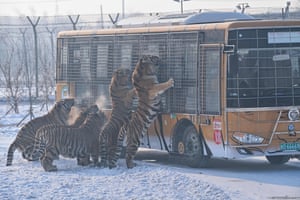 Siberian tigers are fed by visitors from a bus at the Siberian tiger park in Harbin, China