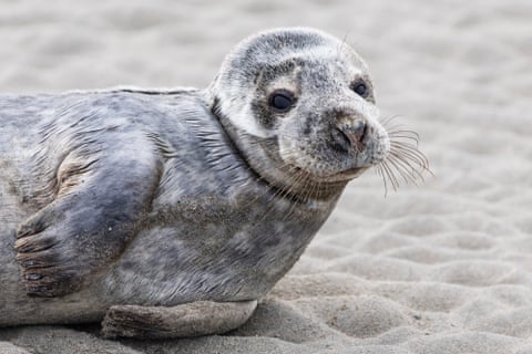 Uma cria de foca repousa na praia de Gravelines, no norte da França.