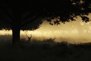 A stag stands in an inversion fog with its antlers visible above the vegetation during the rutting season in Richmond Park, London, UK