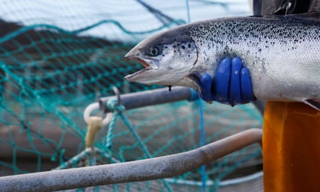 Unacceptable greenwashing': Scottish farmed salmon should not be labelled  organic, say charities, Fish