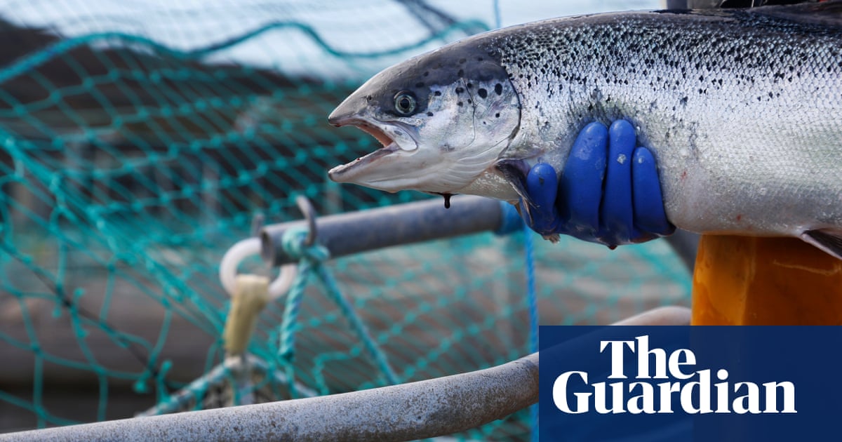 ‘Unacceptable greenwashing’: Scottish farmed salmon should not be labelled organic, say charities | Fish
