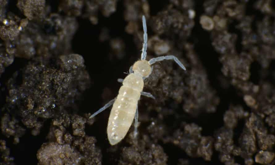 An adult springtail.