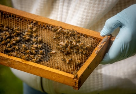 A gloved hands holding a tray with honeycomb and bees from a hive.