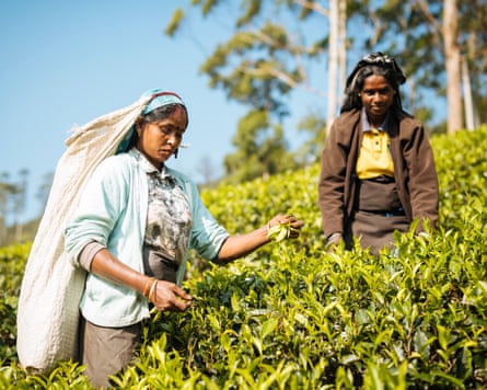 Two female tea pickers at work in Sri Lanka