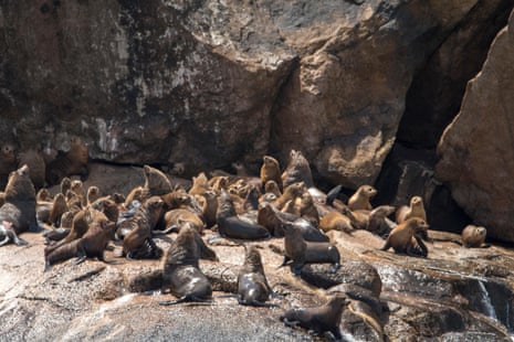 A colony of Australian fur seals sitting on rocks