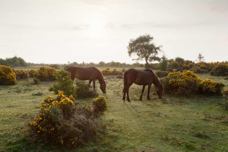 Surefire French Learning Package. 8 New Forest ponies on Beaulieu Heath. New Forest National Park. Hampshire. UK.