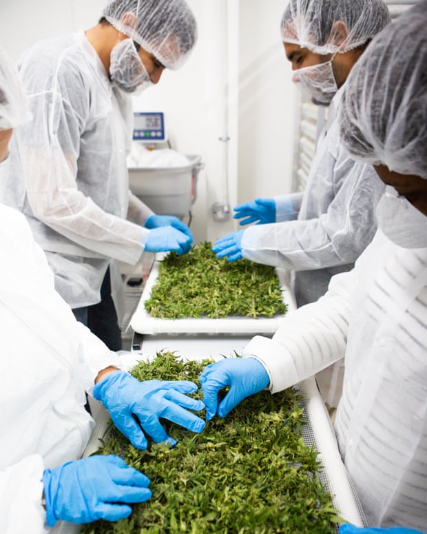 Workers sort marijuana flowers on Jacana’s medical cannabis farm in St Ann, Jamaica
