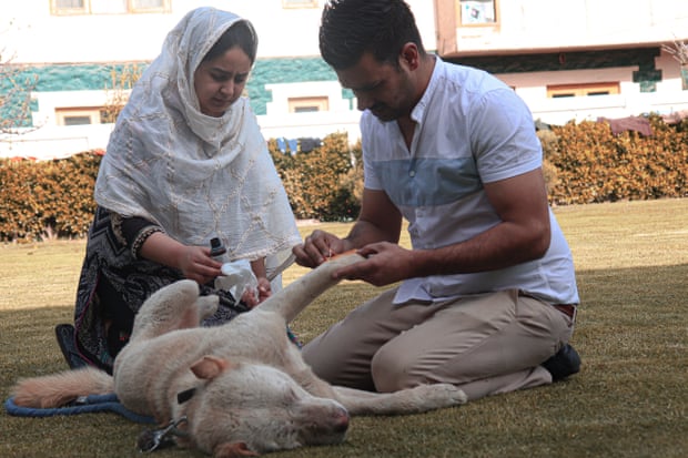 Dawood Mohammad and his wife Mariya Mushtaq apply antiseptic to an injured dog's paw.