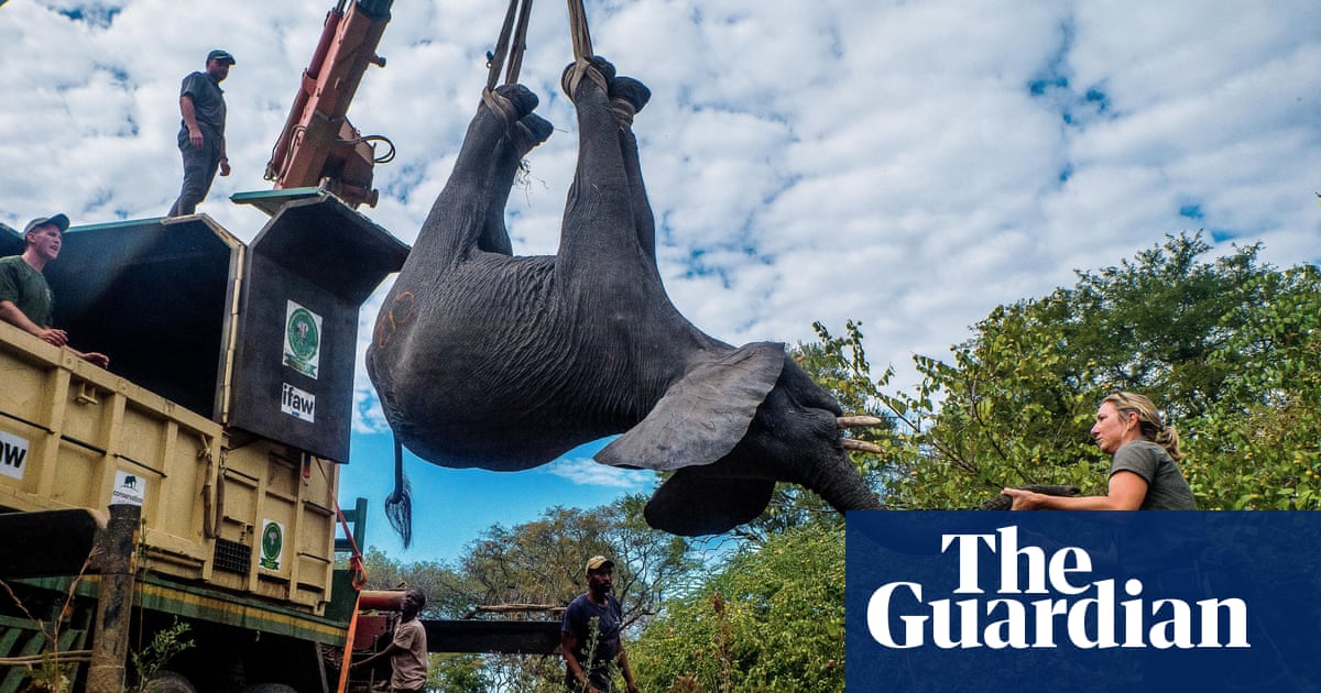 Death toll rises to seven in Malawi elephant relocation project linked to Prince Harry | Global development