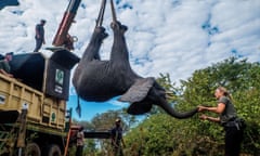 A wildlife officer holds the trunk of an elephant being lifted by a crane into a truck