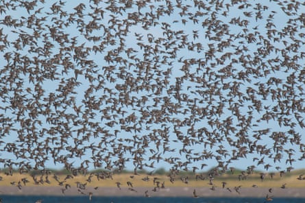 A flock of wading birds flying low over water