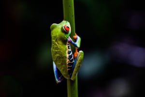 The red-eyed leaf frog is iconic in Costa Rica. I spotted this one in Monteverde; they usually come out at dusk and make a loud, distinct call.