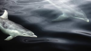 Common bottlenose dolphins off Isle of Skye, Scotland, UK