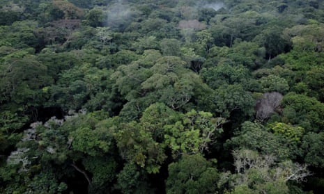 The Yangambi forest in the Congo basin.