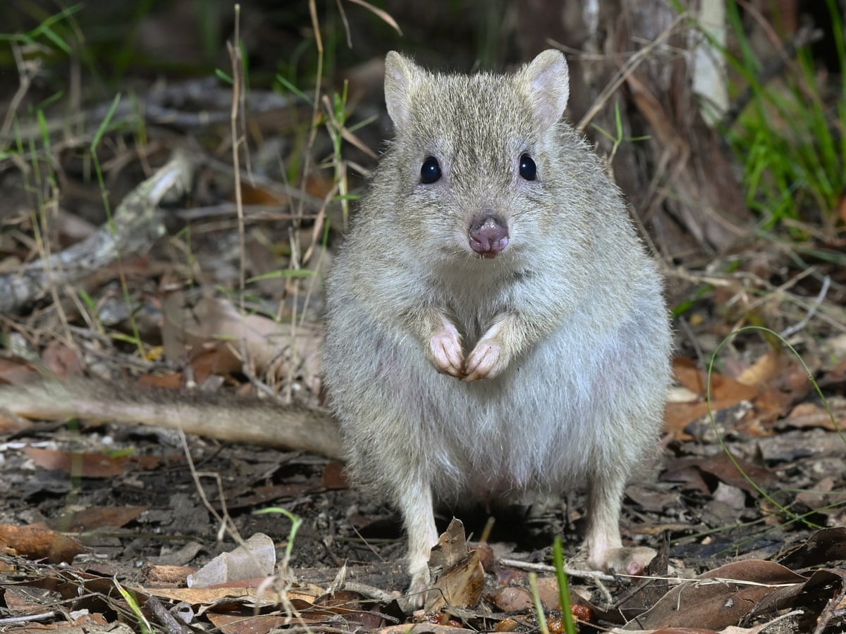 Truffle-eating marsupial on 'brink of extinction' | Queensland | The  Guardian