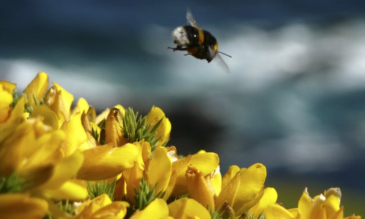 Use of pesticides on UK farms to be cut by 10% by 2030 to protect bees Use of pesticides on UK farms to be cut by 10% by 2030 to protect bees