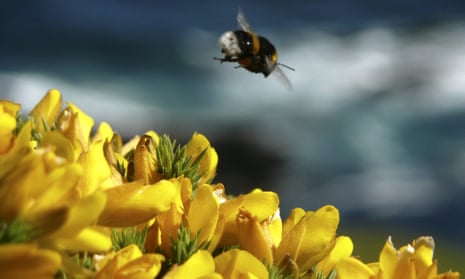 A bumblebee hovers over gorse in Noss Mayo, Devon