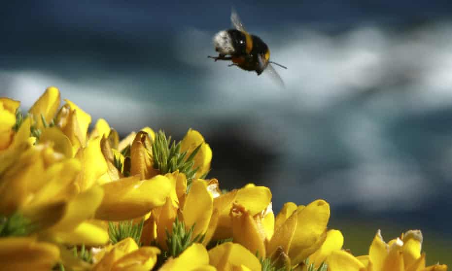 Neonicotinoids, which are nerve agents, have been shown to cause a wide range of harm to bees.