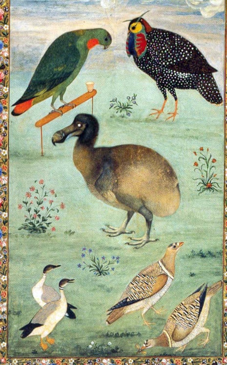 Painting of a dodo, centre, (and other birds) by the Mughal artist Ustad Mansur from circa 1625. This is one of the few colour paintings of the dodo based on a live bird. 