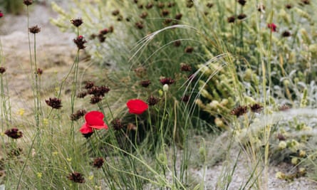 Dianthus seed-heads with self-sown field poppies.