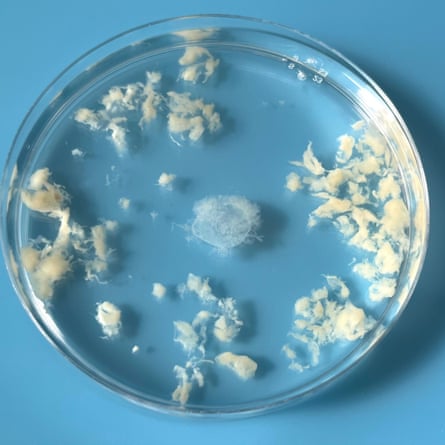 beige material dots outer edges of petri dish while whiter material sits in the middle