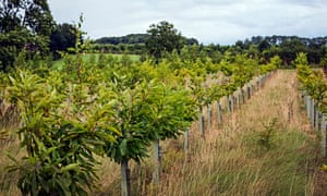 Young trees at the Grangewood Estate in the National Forest.