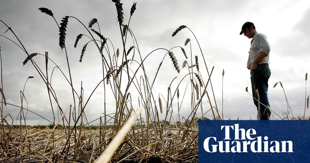 One year’s worth of bread lost in UK to wrecked harvests since 2020, report finds | Extreme weather One year’s worth of bread lost in UK to wrecked harvests since 2020, report finds | Extreme weather