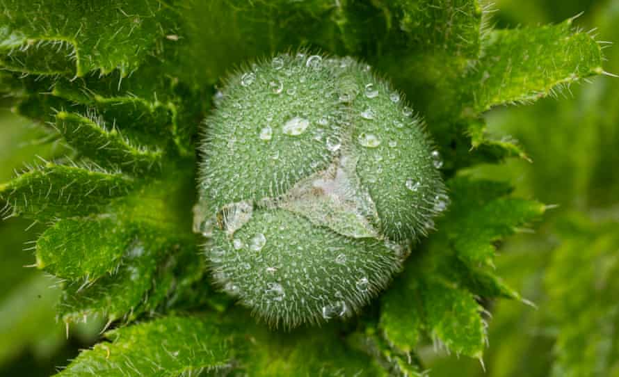 A closeup of ‘Patty’s Plum’ at the 2019 Chelsea flower show.