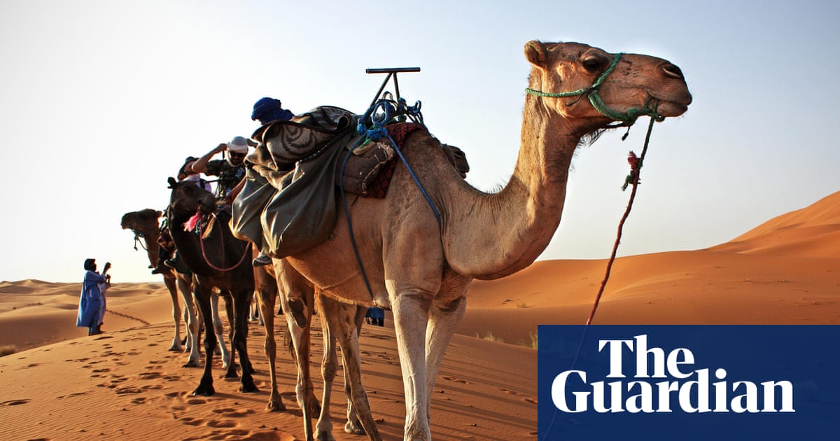 Покажи караван. Аравийская пустыня Верблюды. Мехари верблюд. Верблюд Аравийского полуострова. Верблюд в пустыне.