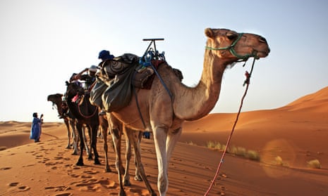 Camel train in the Sahara.