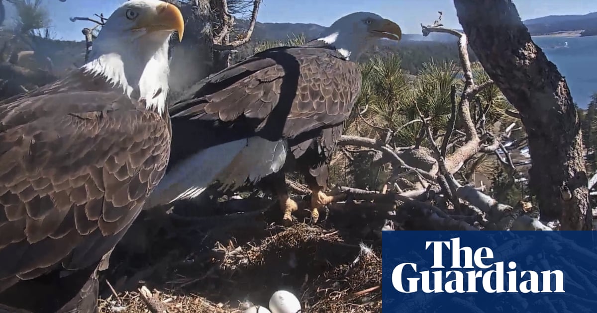 All my eaglets: pandemic audience spellbound by saga of nesting bald eagles