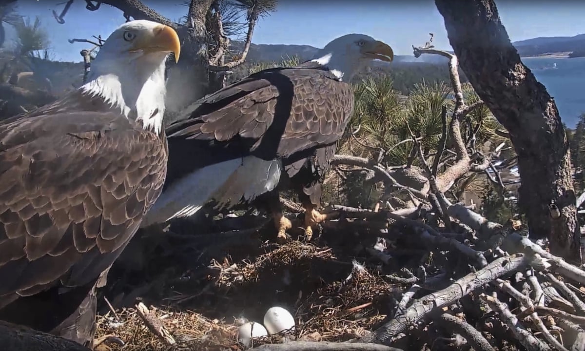 All my eaglets: pandemic audience spellbound by saga of nesting bald eagles  | Wildlife | The Guardian