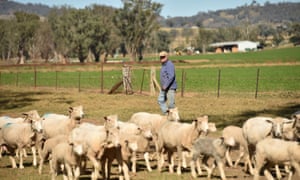 China Trade Tension To Hit Australian Beef And Wool Exports Rural Bank Says Business The Guardian