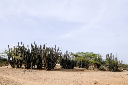 Cacti and sparse shrubs growing in a flat, sandy landscape.