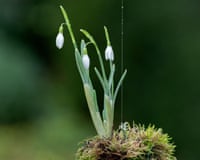 Japanese Snowdrop Kokedama. A hanging snowdrop decoration suspended from a tree branch.2WJHEBG Japanese Snowdrop Kokedama. A hanging snowdrop decoration suspended from a tree branch.