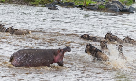 A hippo roars at his invading neighbours in Masai Mara, Kenya, August 2015. A fierce hippo charges a herd of wildebeest attempting to migrate across the Mara River.