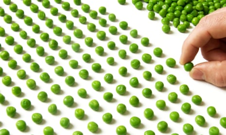 Hand counting rows of peas