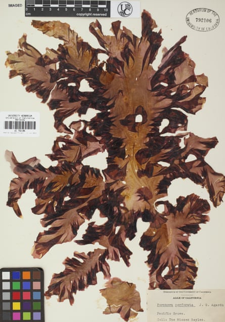 Seaweed specimens such as this one from the Victorian era show how the seas have changed.