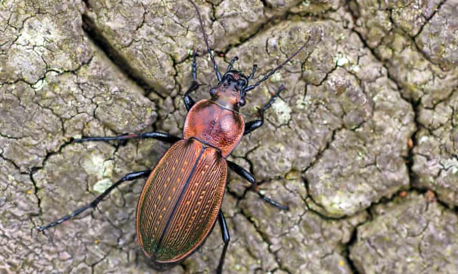 The necklace ground beetle cannot fly so has to walk to new habitats.
