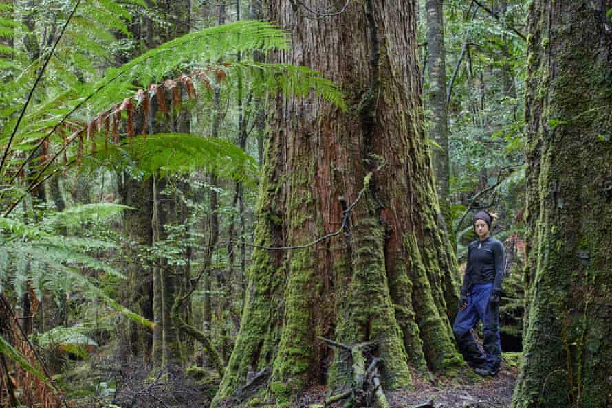 The takayna/Tarkine rainforest is the largest temperate rainforest in the southern hemisphere.