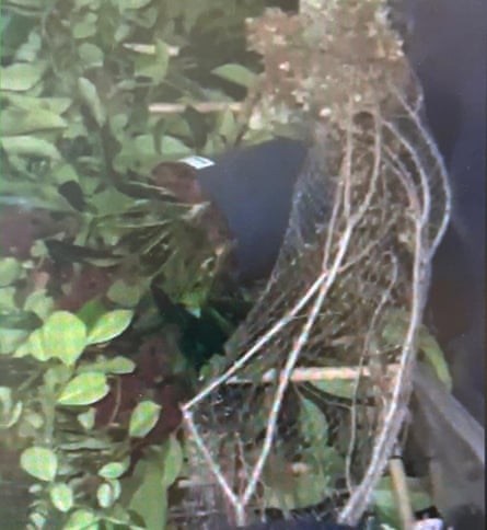 A damaged plant lying on its side