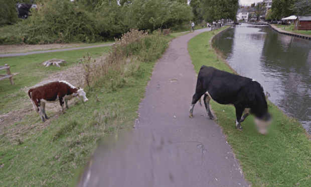 Google Street View beefed up privacy blurs out cow face