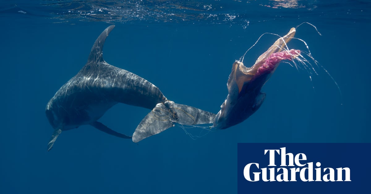 Biodiversity: what the UN has found and what it means for humanity | Environment | The Guardian