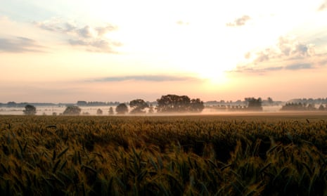 Neuruppin, sunrise over a cornfield