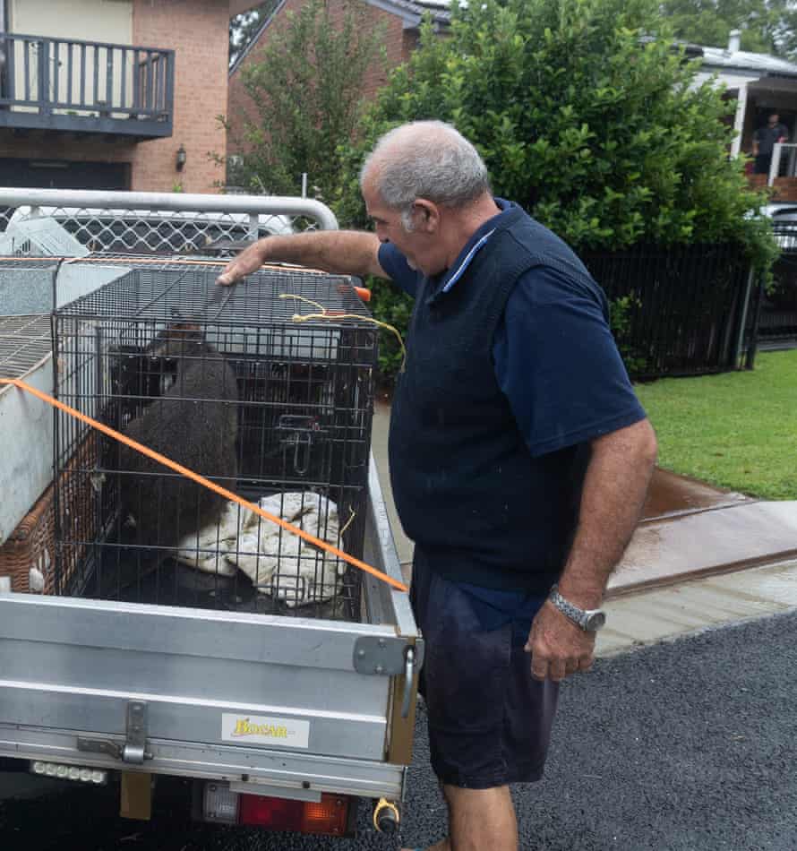 Paul Zammit moving a wallaby to safety on Sunday